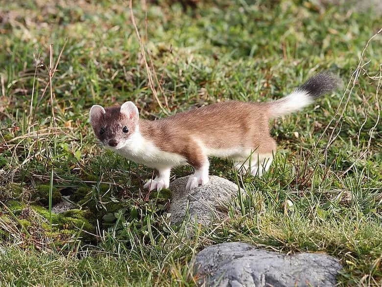 Jakie zwierzęta spotkasz w Narwiańskim Parku Narodowym? Porady