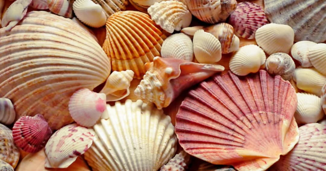 Gdzie zbierać muszle nad Bałtykiem – najlepsze miejsca i porady