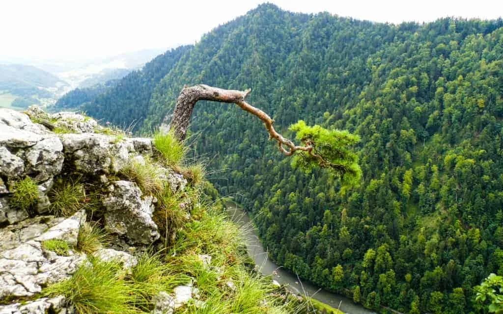 Jak zdobyć Sokolicę bez zadyszki? Najlepszy szlak dla każdego!