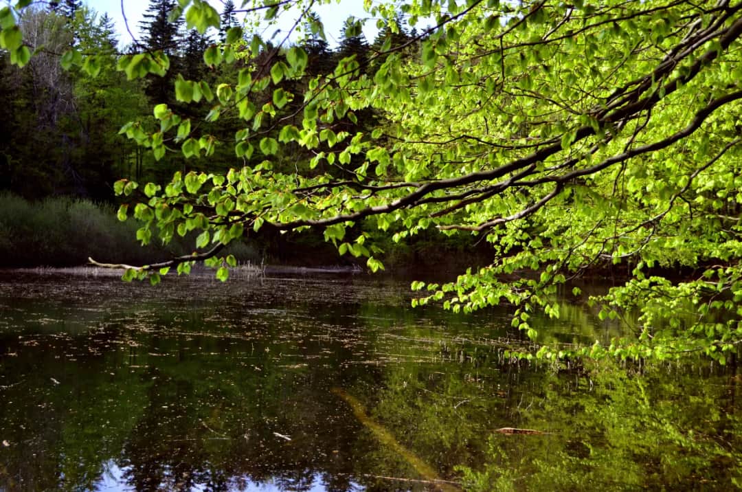 Jezioro Dziekanowskie: tajemnice wypoczynku blisko Warszawy