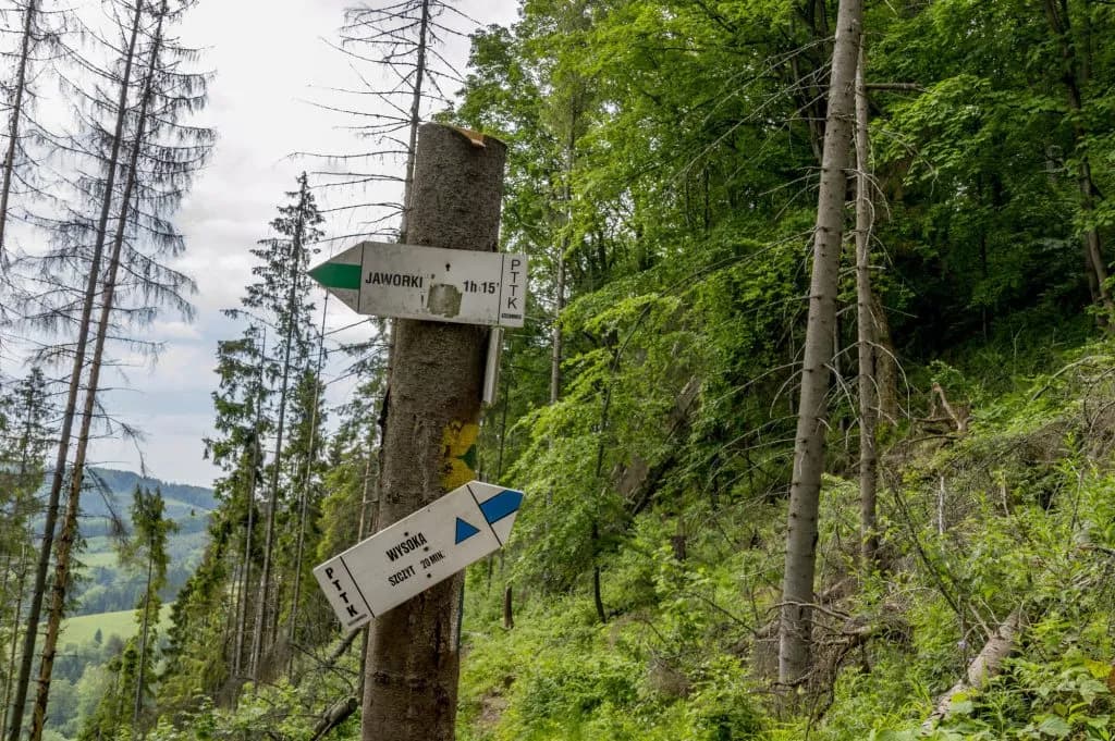 Który szlak na Wysoką w Pieninach wybrać? Rady górskich ekspertów
