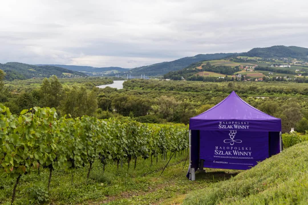 Dlaczego warto odwiedzić winnice Małopolski? Odkryj winny szlak!