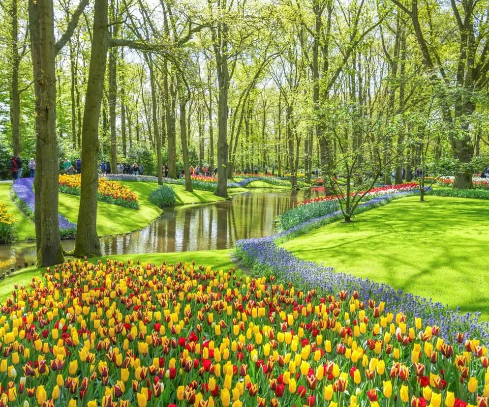 Keukenhof: najlepszy czas na wizytę i kwitnące tulipany
