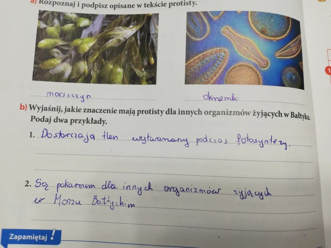 Jakie znaczenie mają protisty dla organizmów w Bałtyku i ich ekosystemu