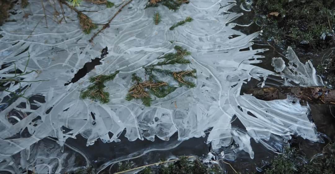 Czy torfowisko w Zieleńcu to naprawdę cud natury? Sprawdzamy!