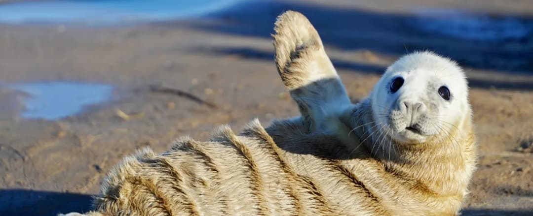 Czy w Bałtyku są foki? Odkryj ich gatunki i miejsca obserwacji