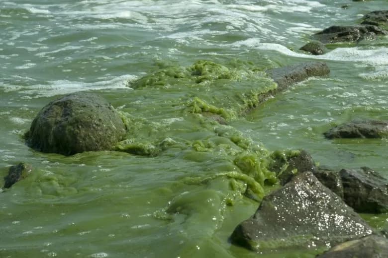 Jak wyglądają sinice w Bałtyku i jakie niosą zagrożenia?
