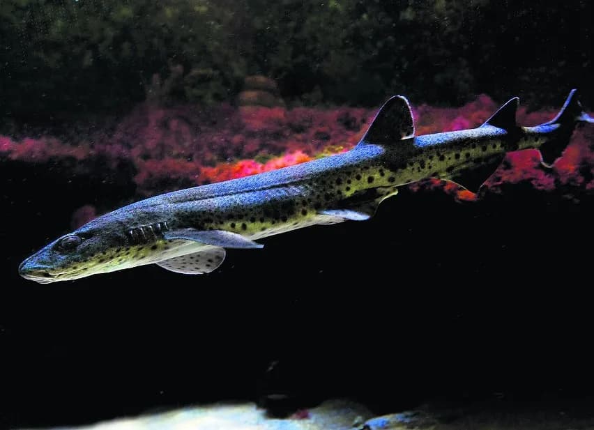 Czy są rekiny w Bałtyku? Rzadkie gatunki i ich bezpieczeństwo