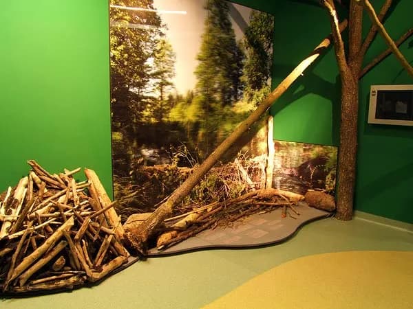 Co ciekawego kryje Muzeum Wigierskie? Odkrywamy jego sekrety!