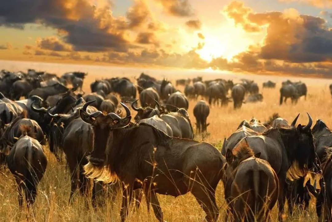 Kenia: Idealne terminy podróży, które zmienią twoje wakacje na niezapomniane przygody