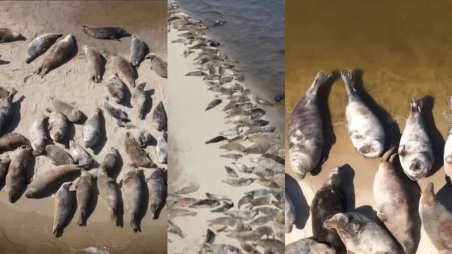 Gdzie zobaczyć foki nad Bałtykiem? Najlepsze miejsca na obserwację