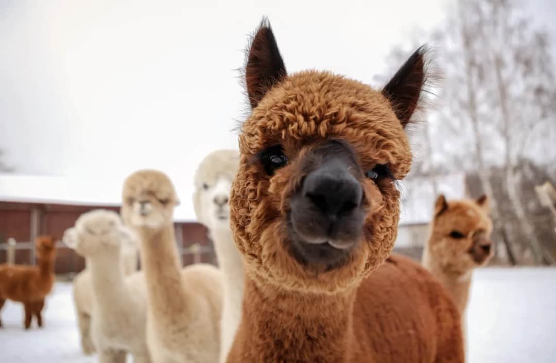 Spacer z alpakami w Dolnym Śląsku - wyjątkowe miejsca i atrakcje