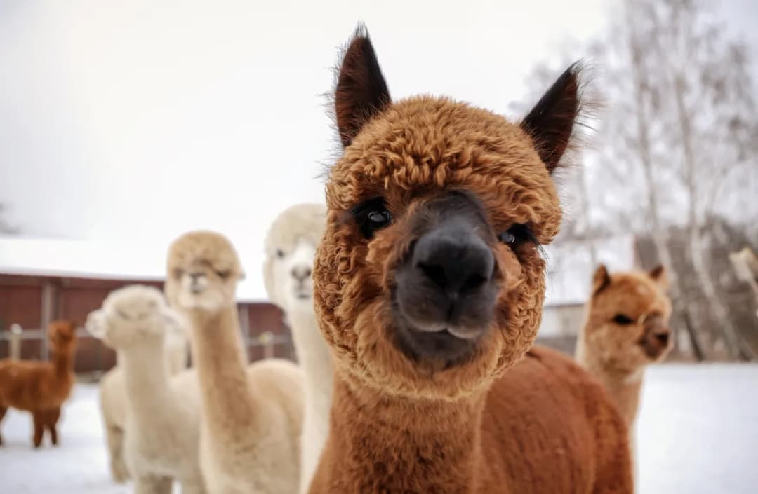 Spacer z alpakami w Dolnym Śląsku - wyjątkowe miejsca i atrakcje